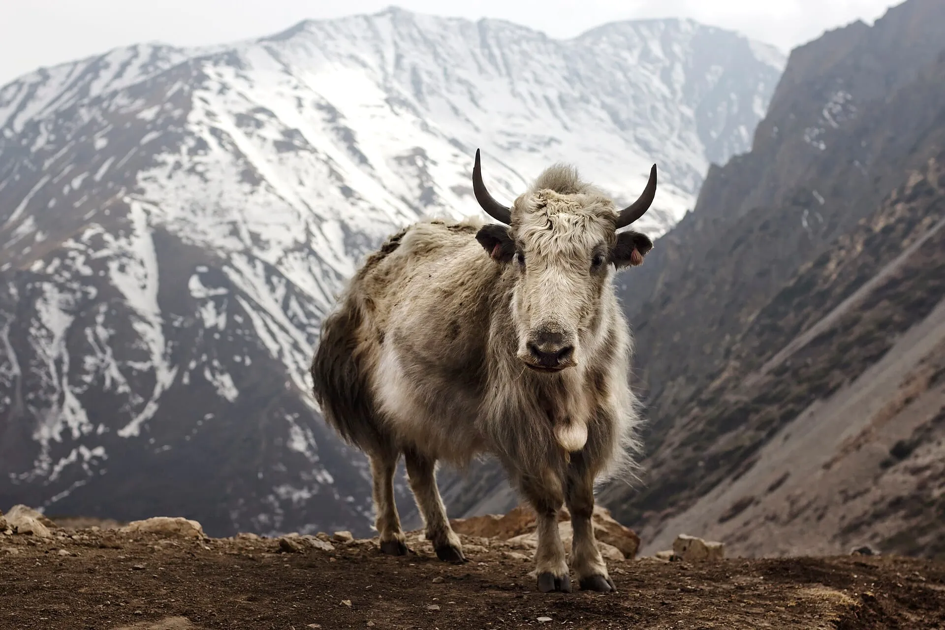 A yak grazing at Letdar on the Annapurna Circuit