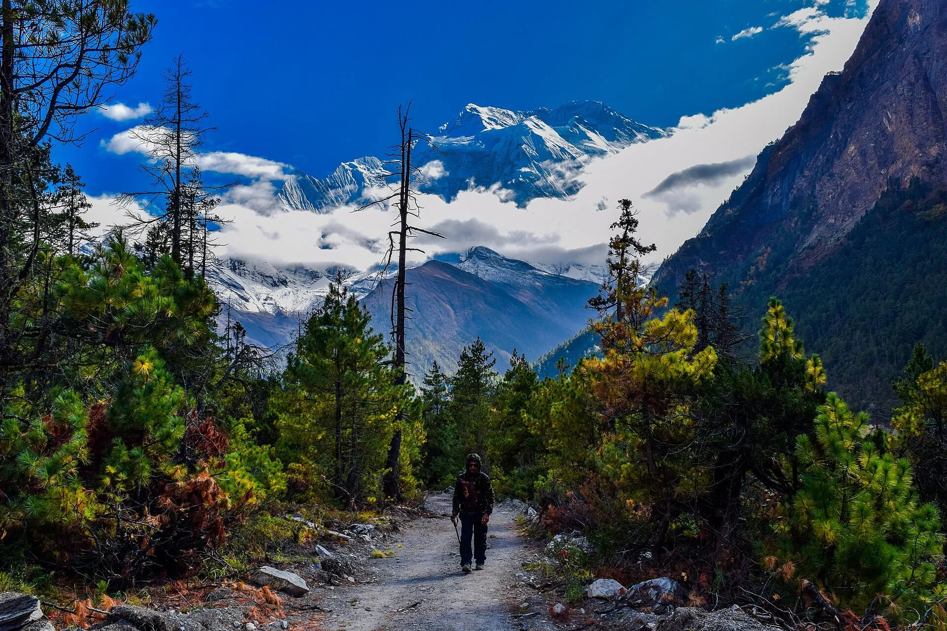 Pine forest and snowy peaks around Upper Pisang in the Manang valley
