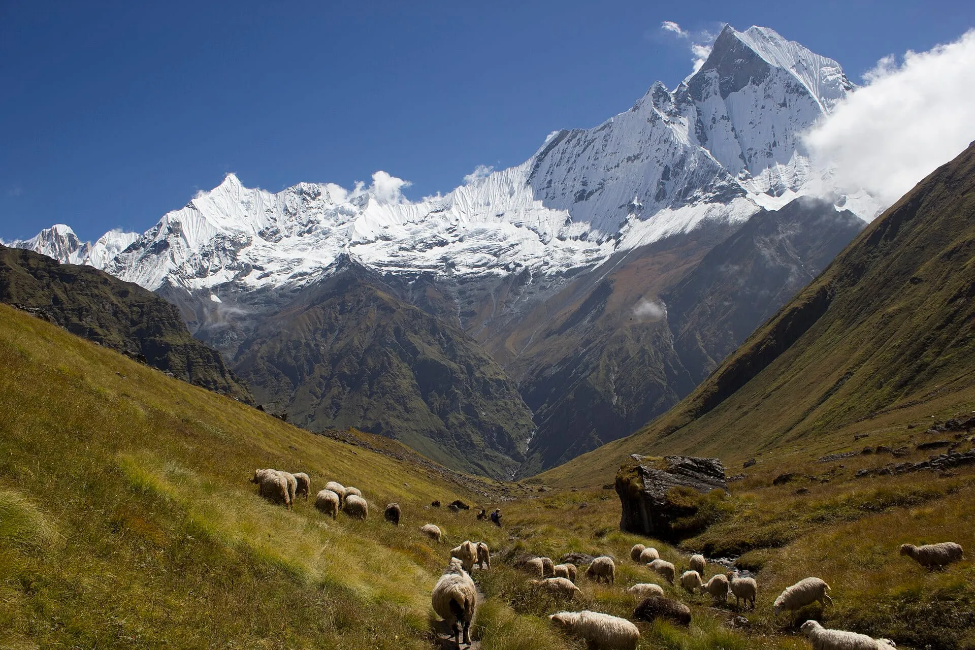 Trail leading toward Annapurna Base Camp between grassy slopes and snow peaks