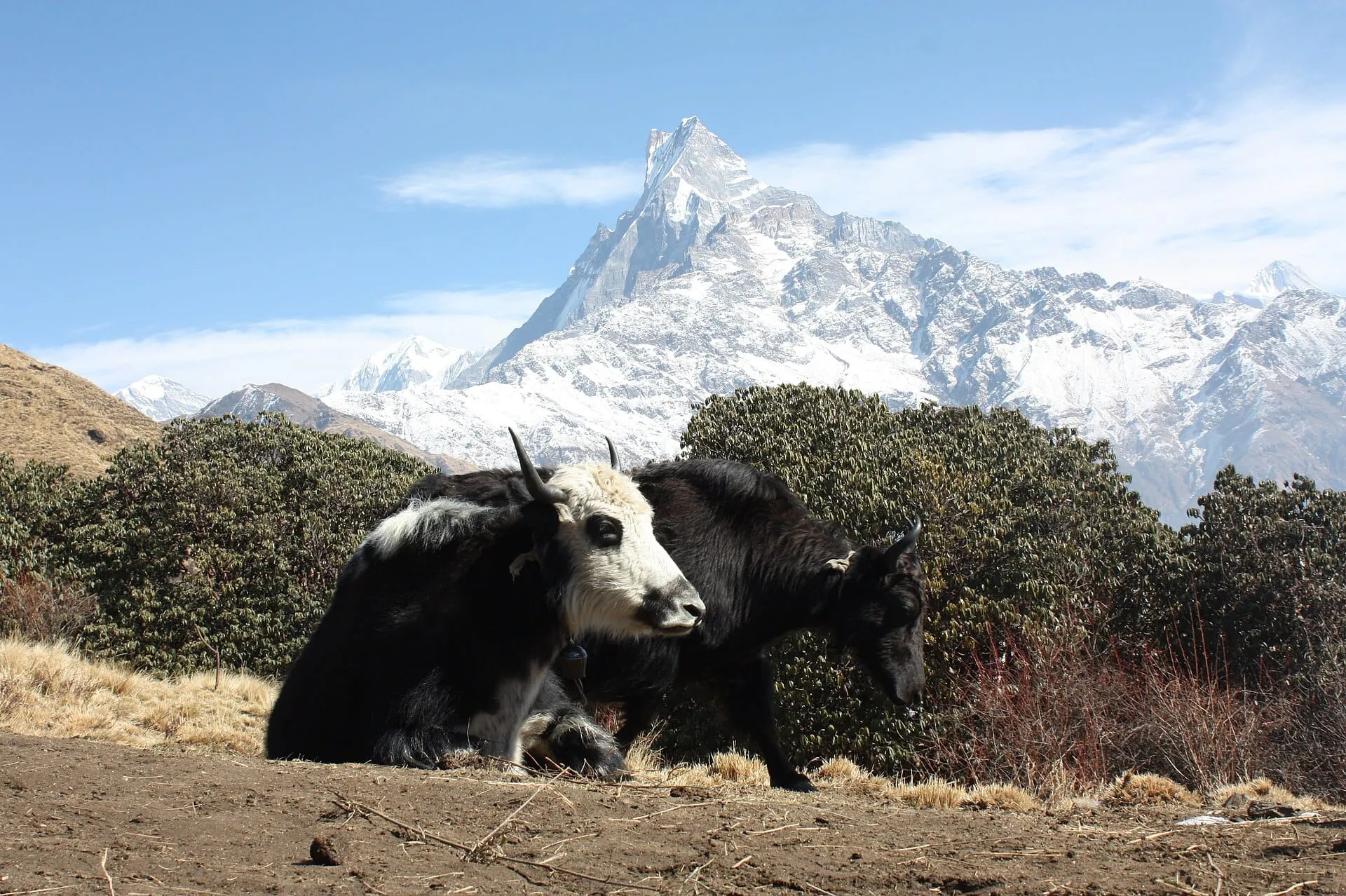 Yaks grazing on the Mardi Himal trek